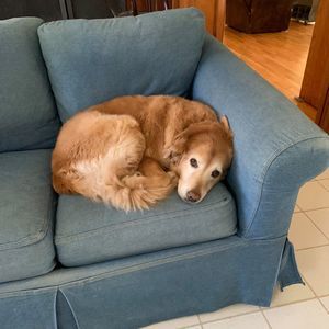 Meet your Posher, Violet